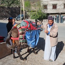 Alfred's large backpack on a mule with its muleteer on the right